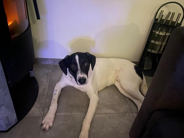 Oreo