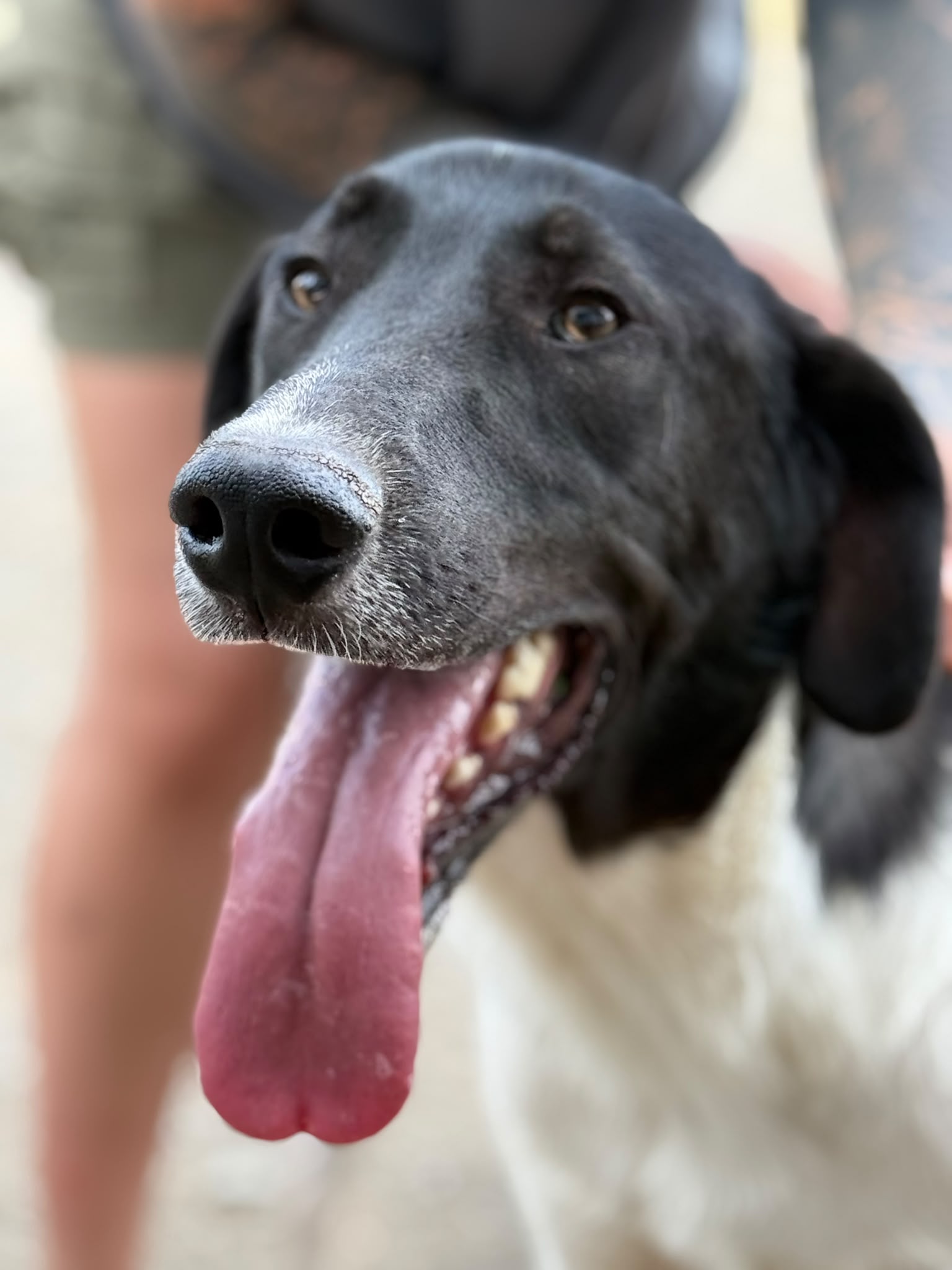 Simon Foto 4