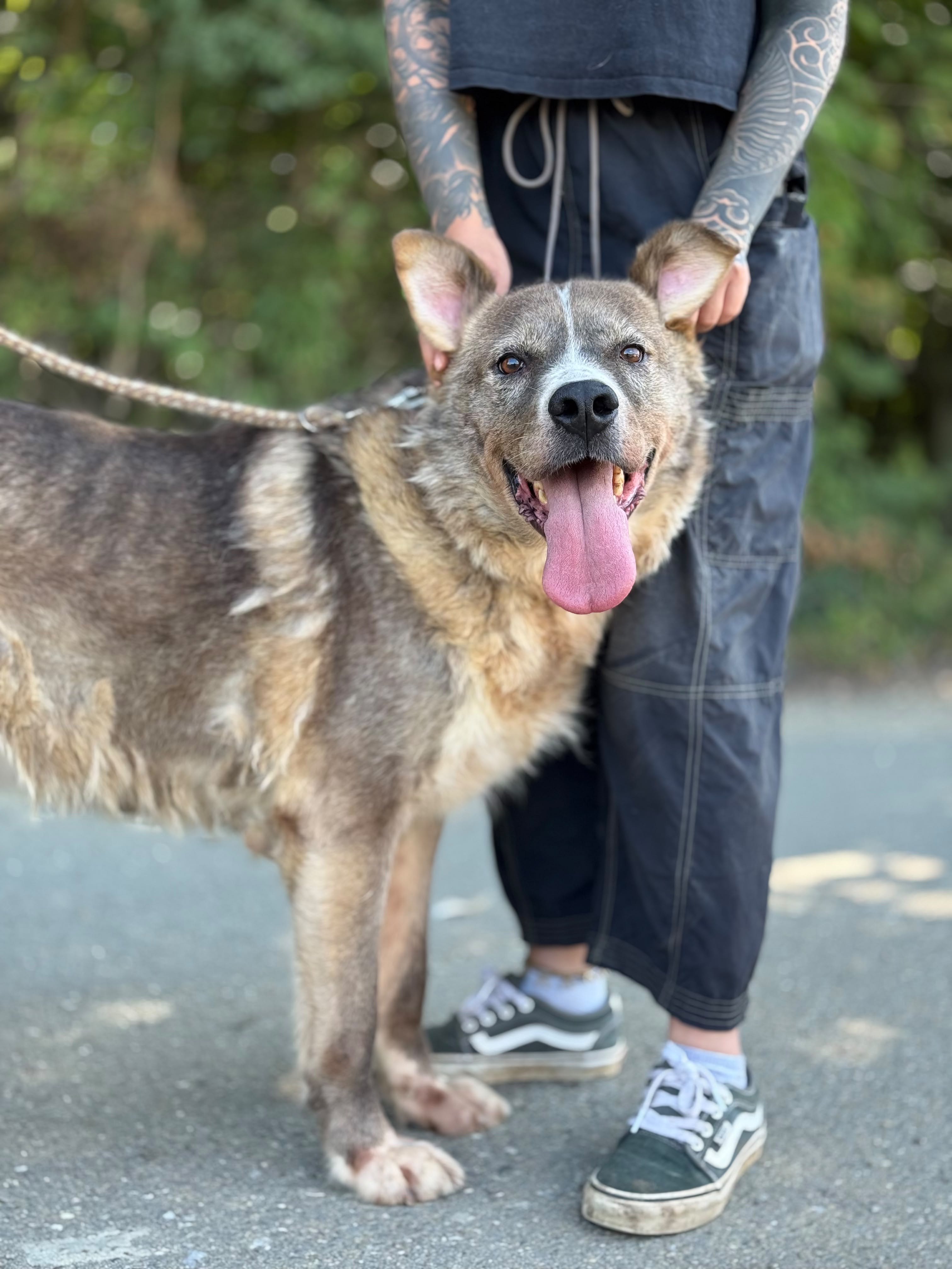 Tyson Foto 2