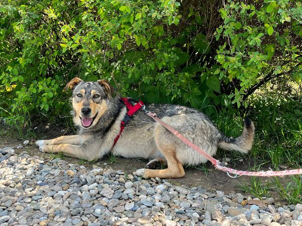 Laly