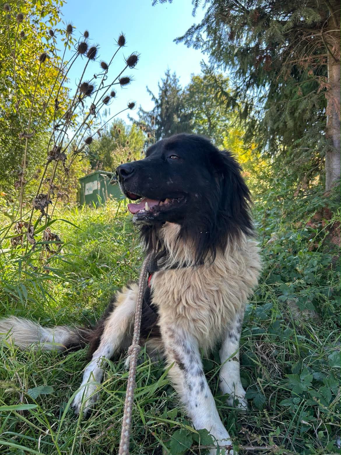 Corvin Foto 6
