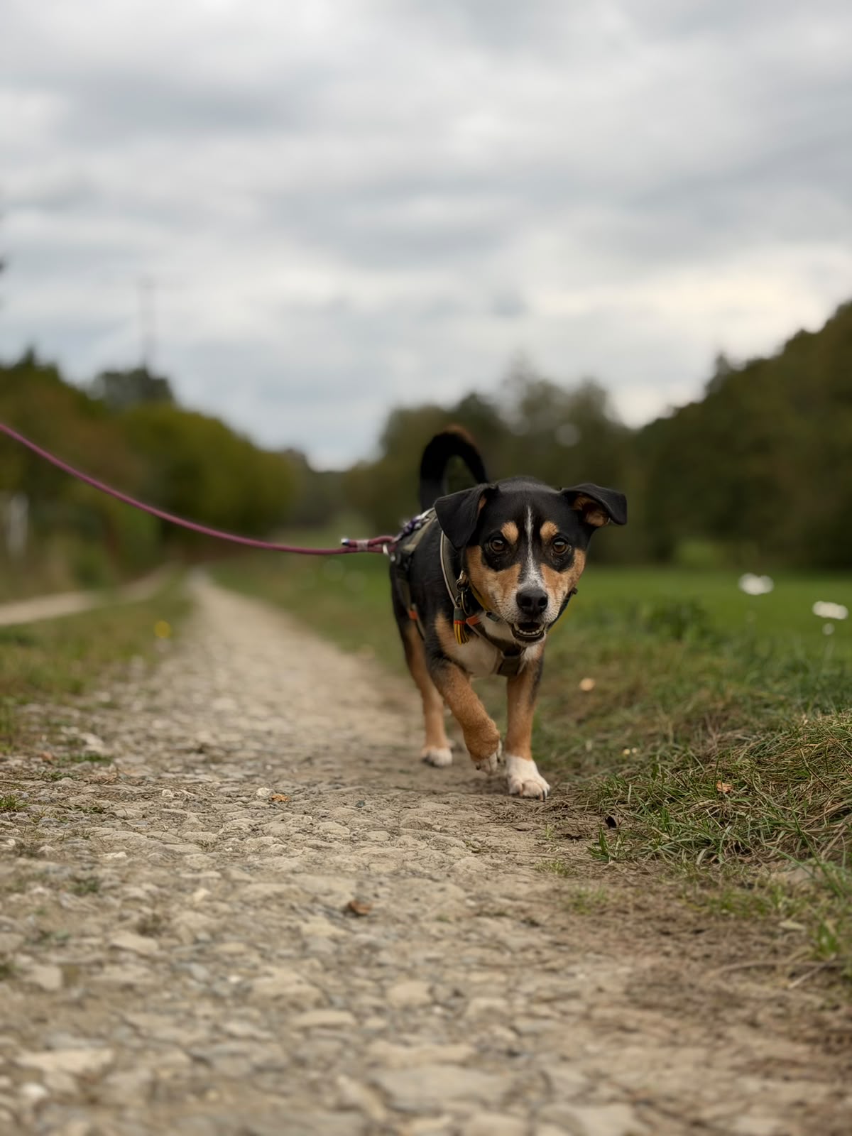 Miko Foto 4
