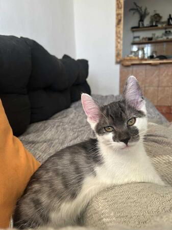 Oreo
