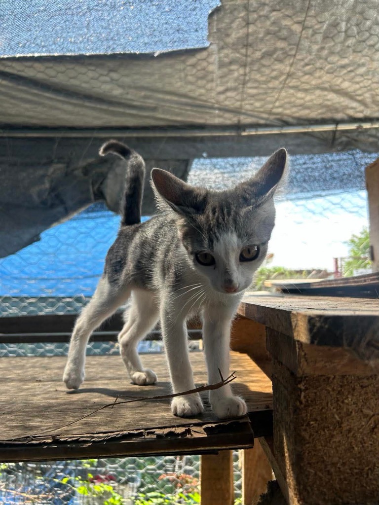 Yuki
