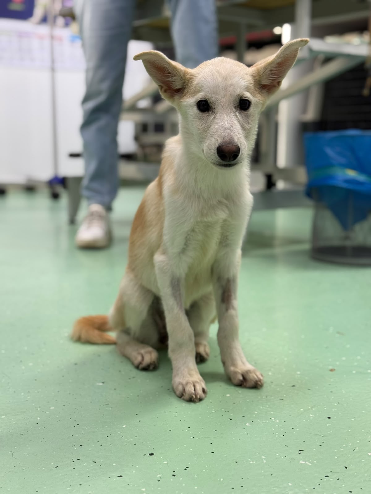 Dobby Foto 2