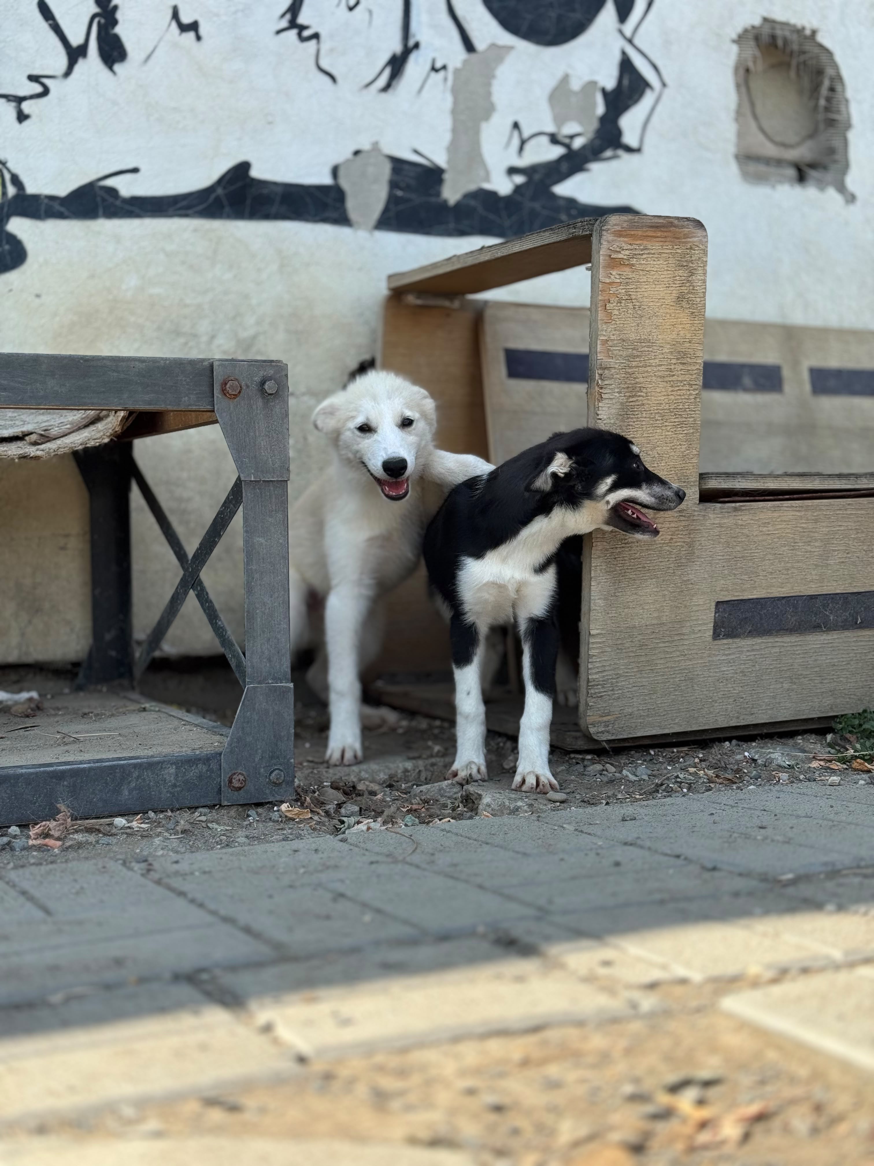 Balto Foto 2