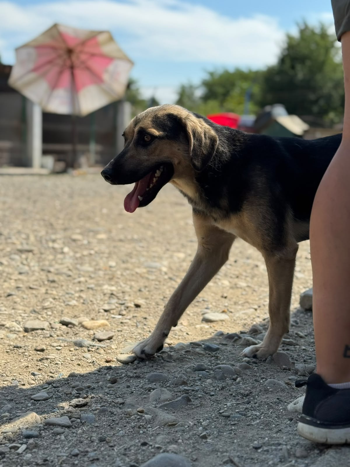 Suki Foto 5