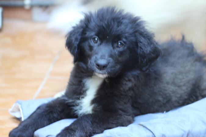 Pepper