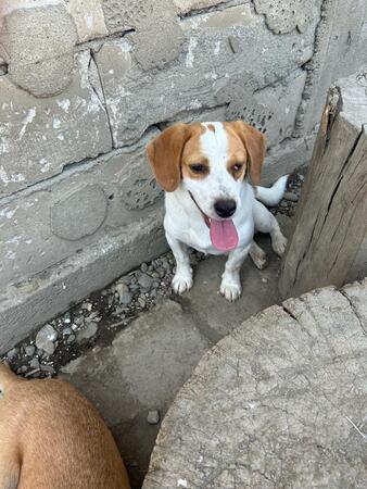 Campino