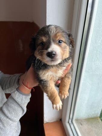 Linus