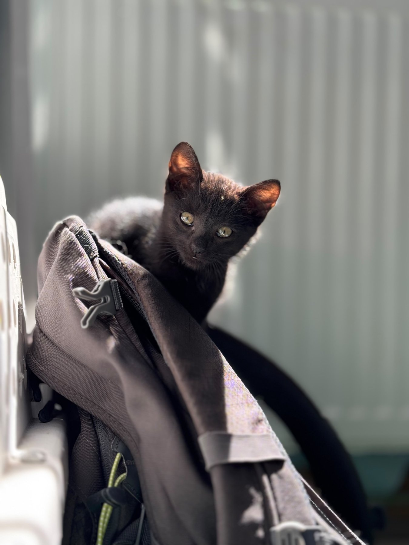 Minou
