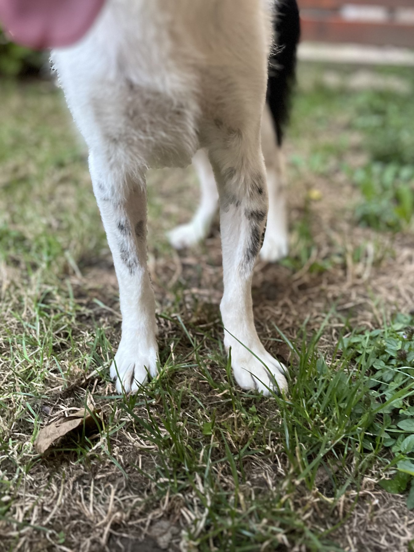 Ozzy Foto 19