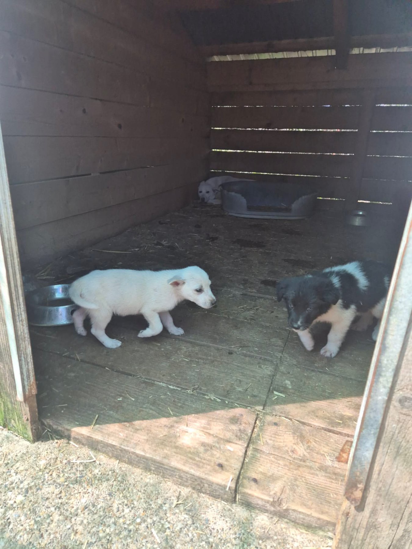 Obelix Foto 22