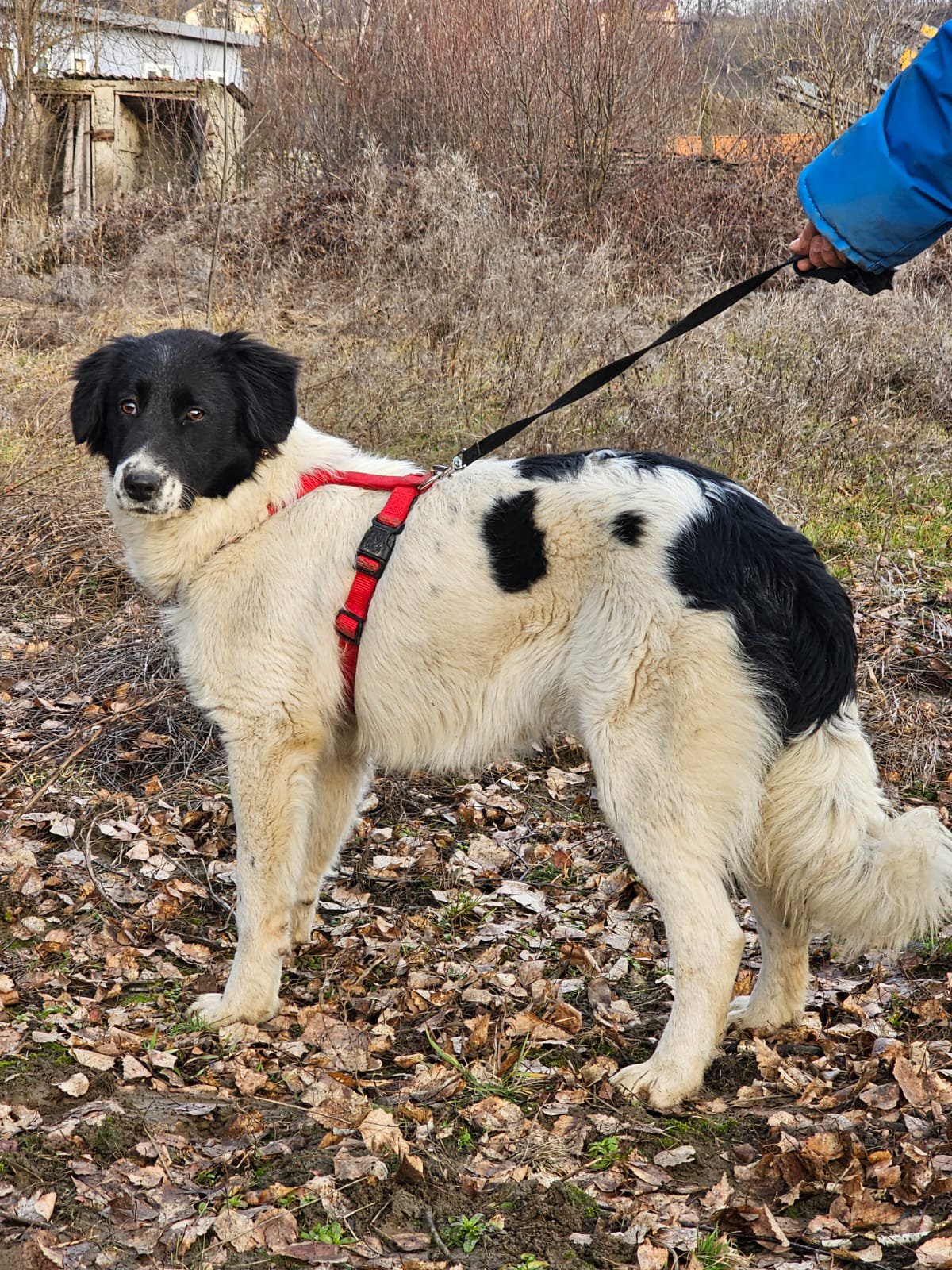 Grivei Foto 16