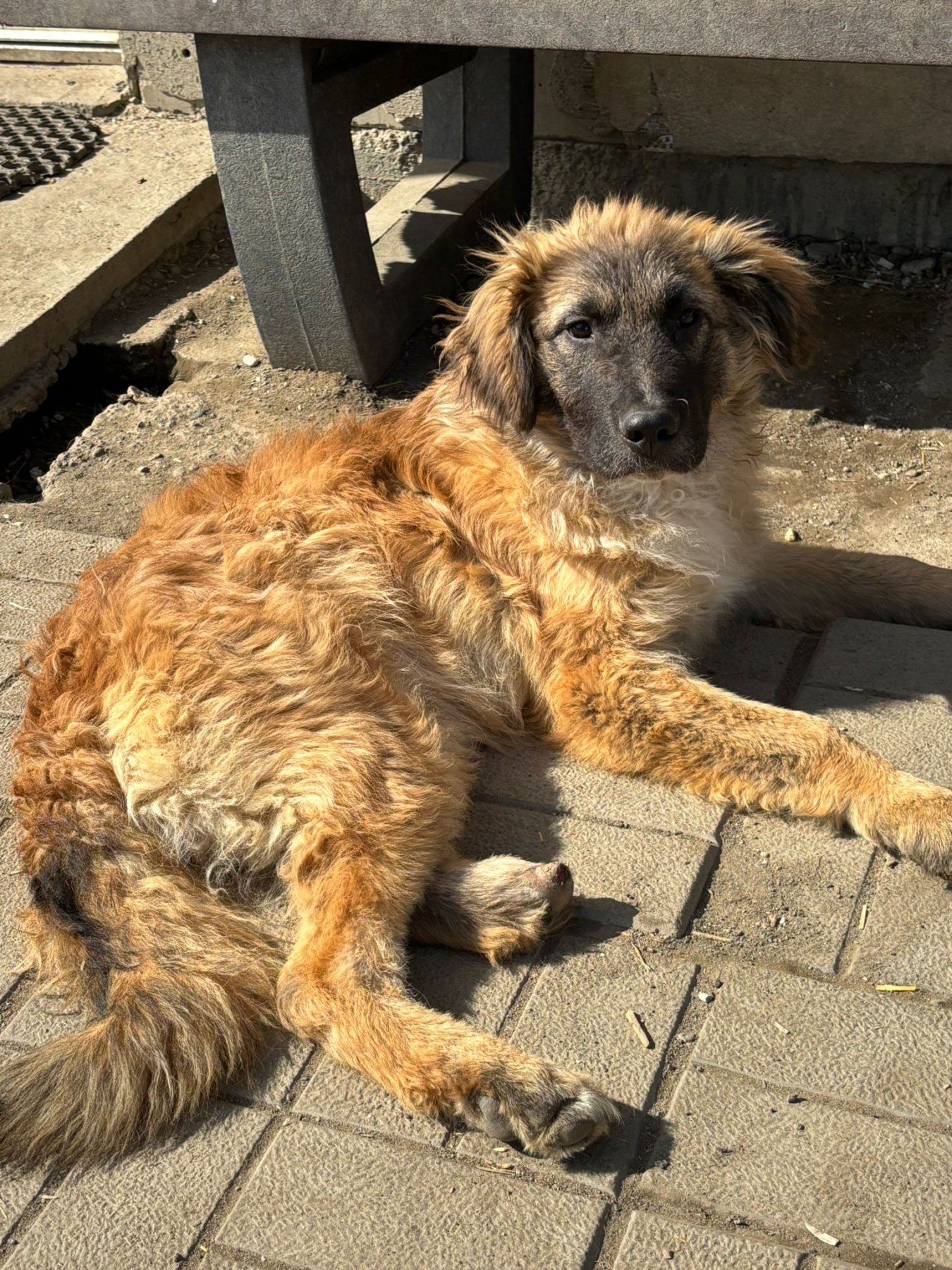 Mitru Foto 16