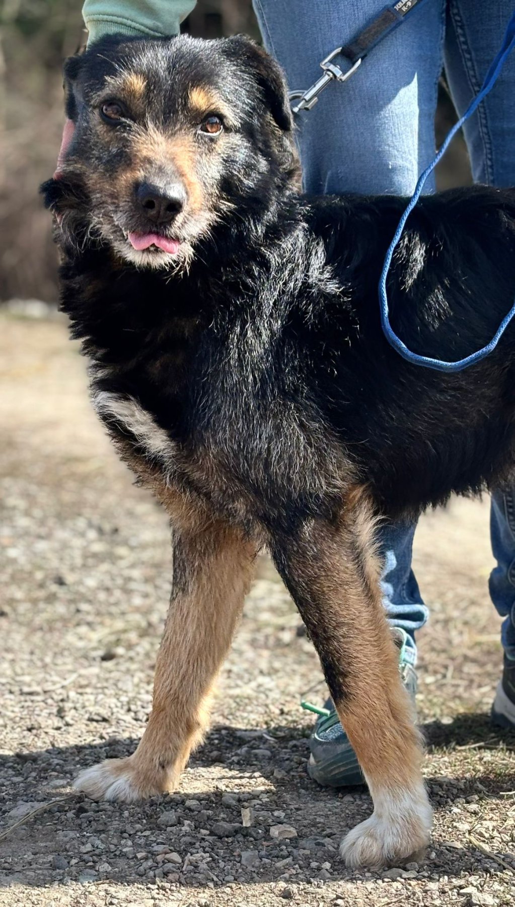 Foxi Foto 9