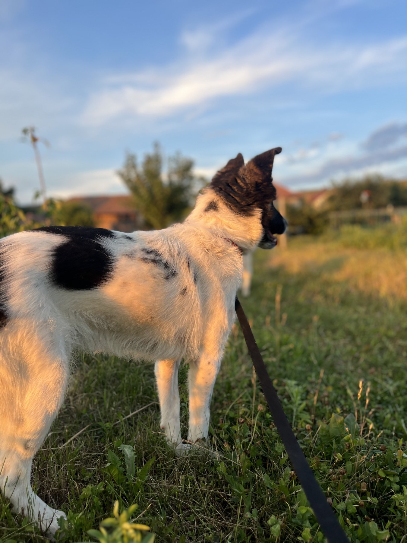 Ozzy Foto 13