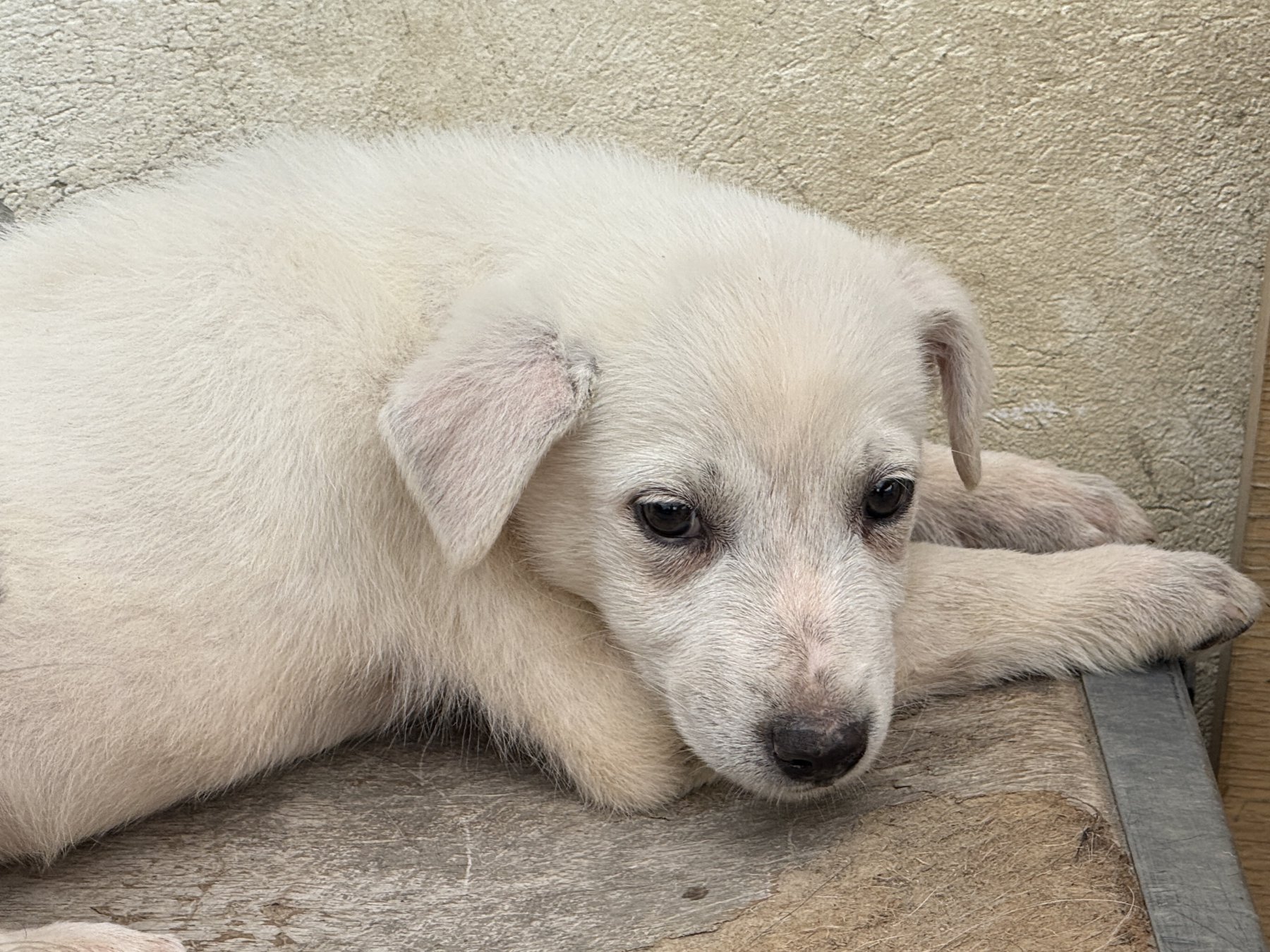 Idefix Foto 3