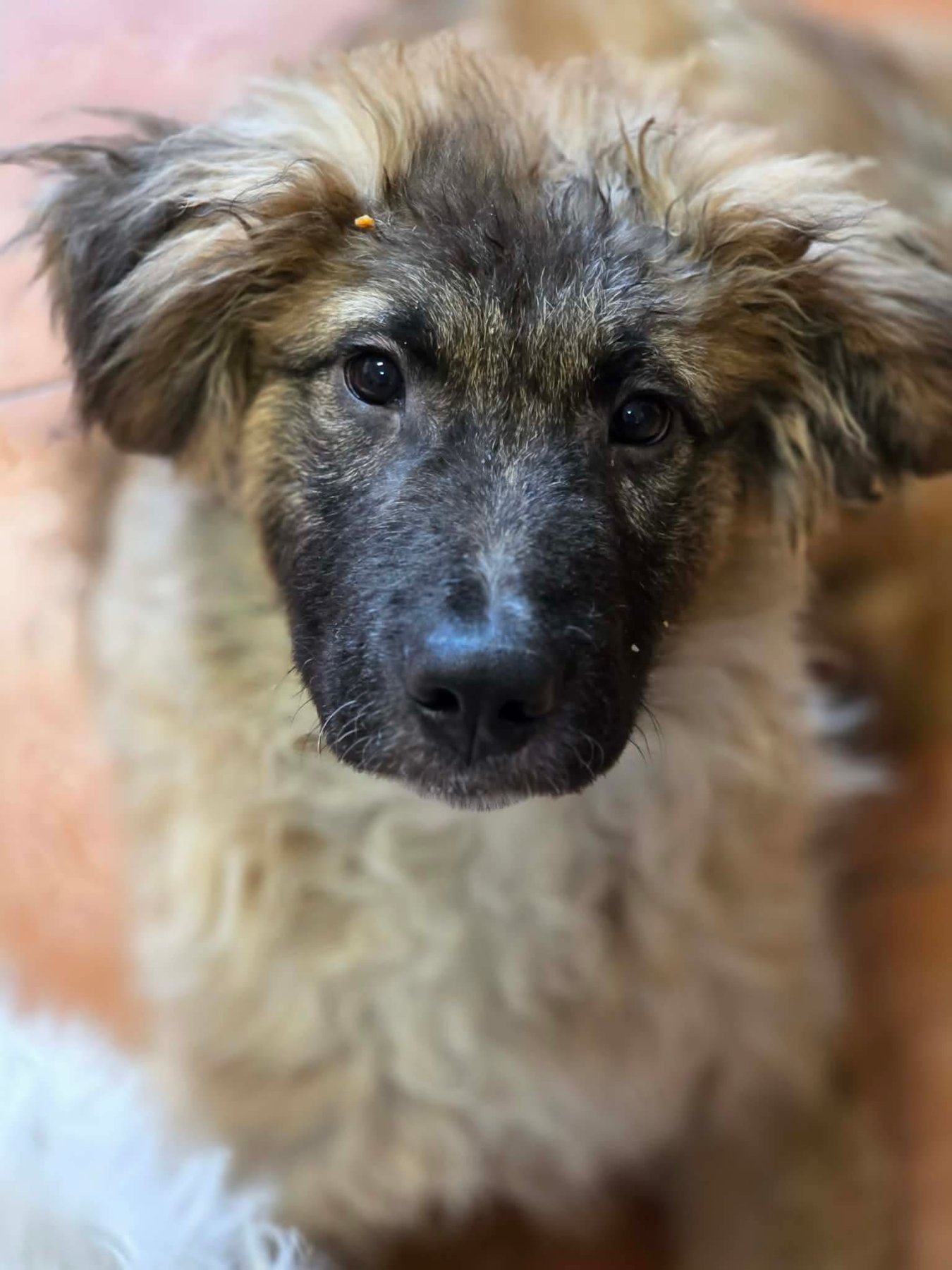 Mitru Foto 17