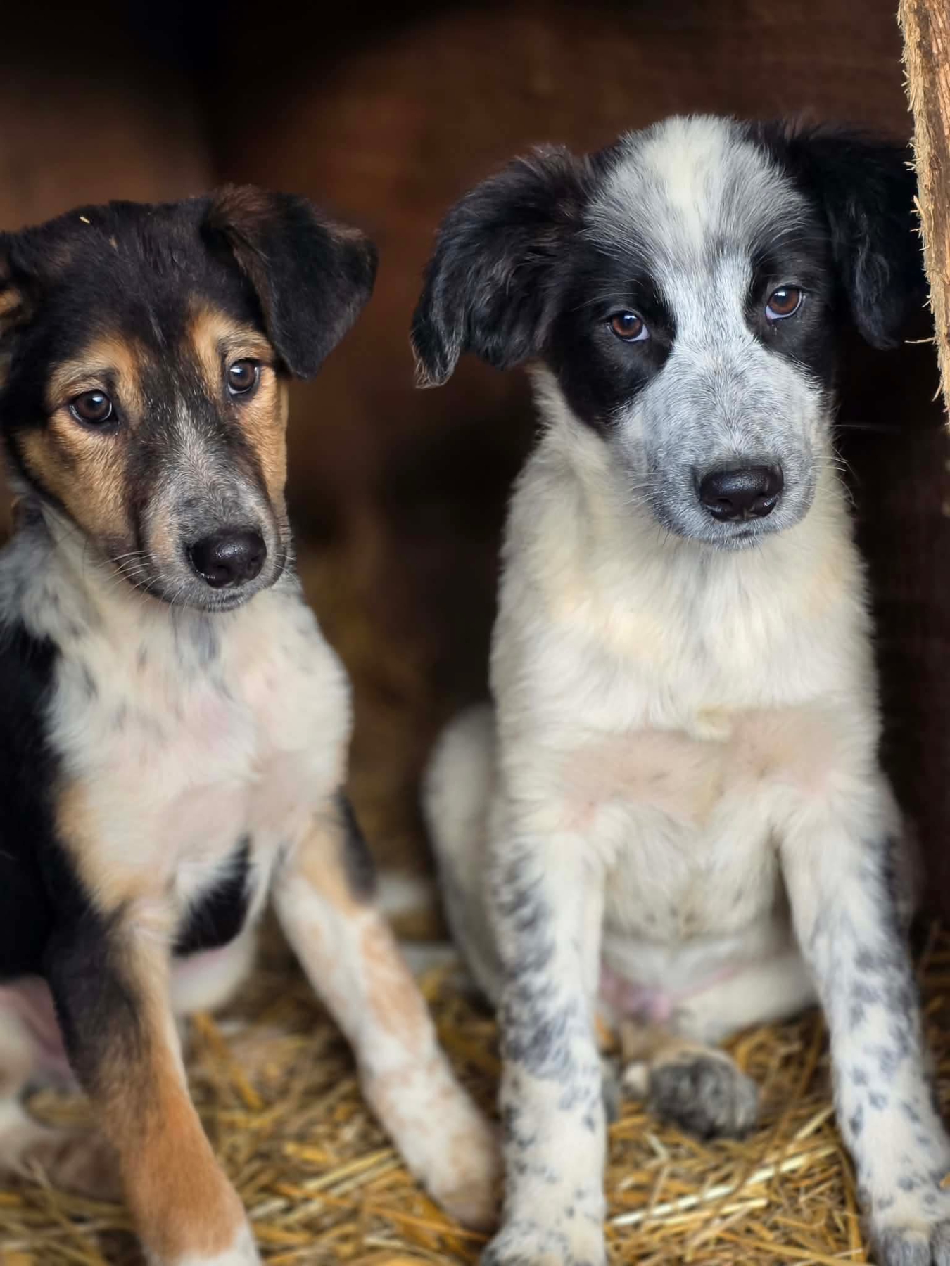 Indi Foto 16