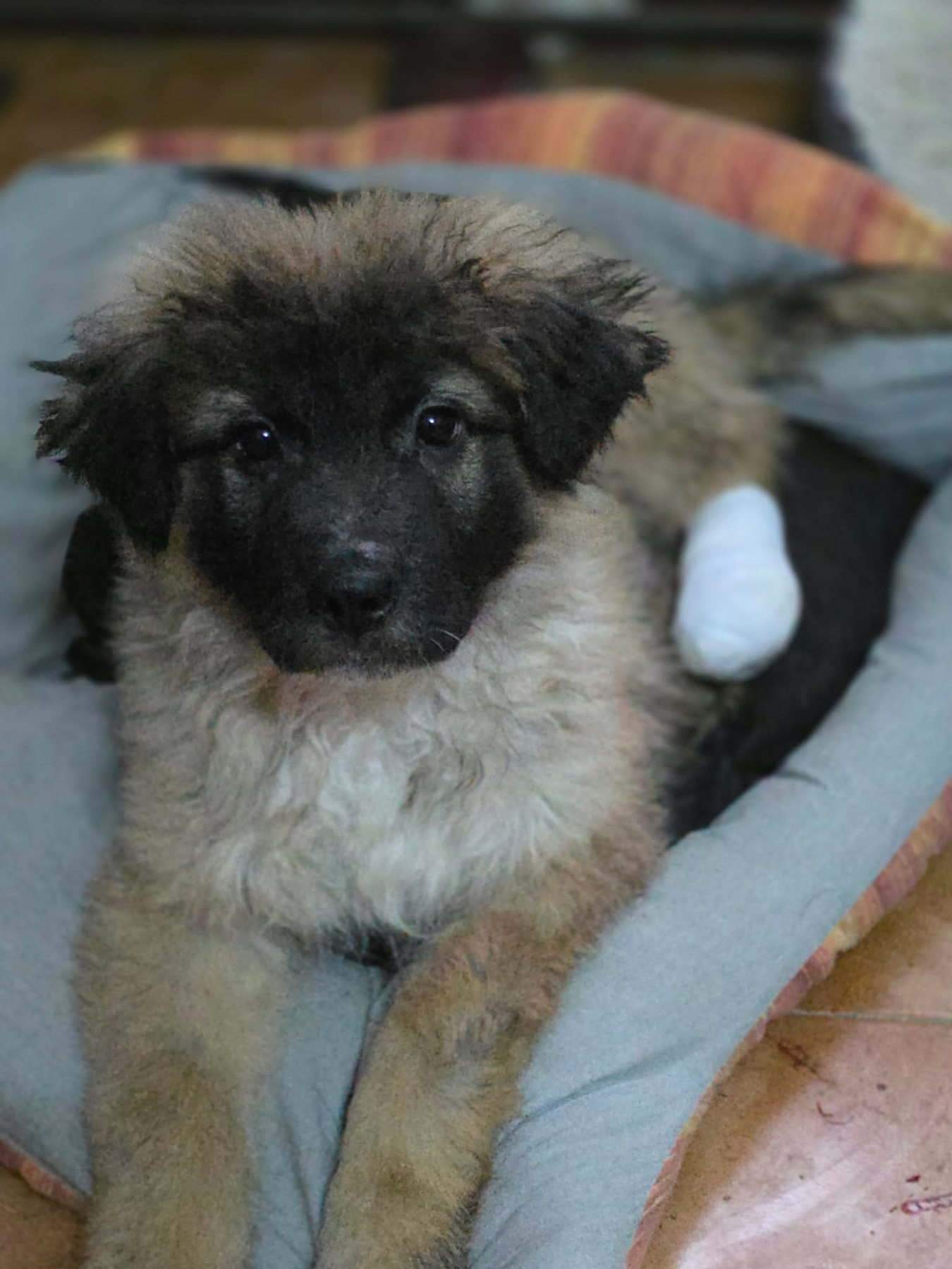 Mitru Foto 31