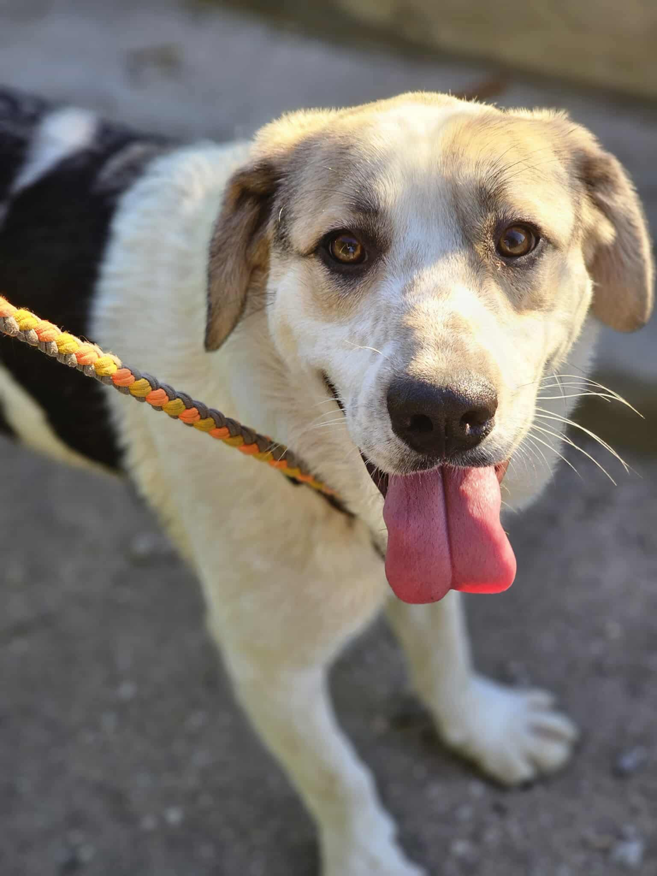 Finn Foto 7