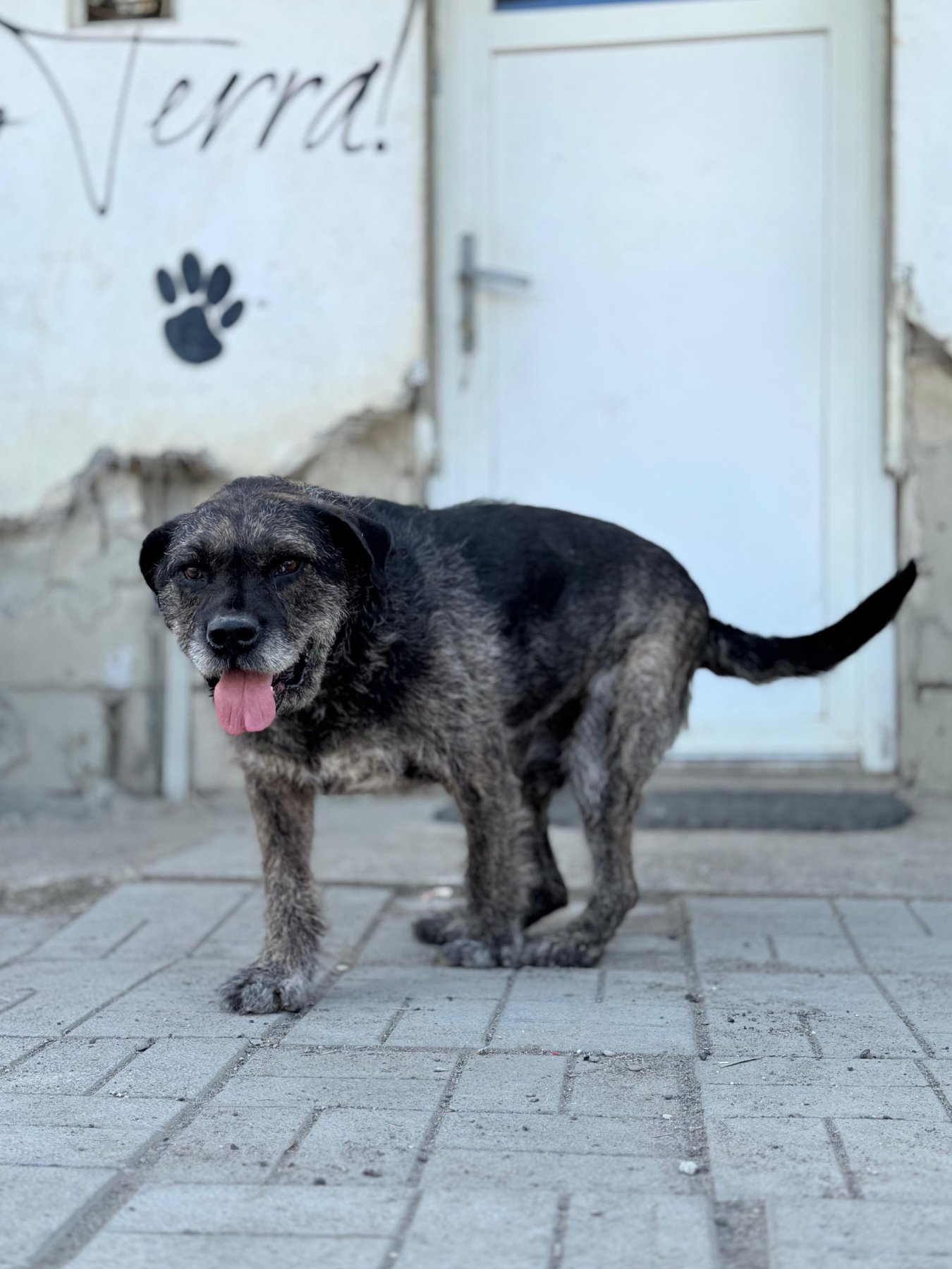 Mojo Foto 4
