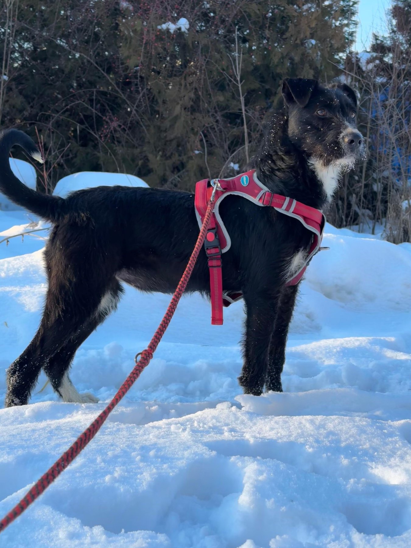 Nikki Foto 7