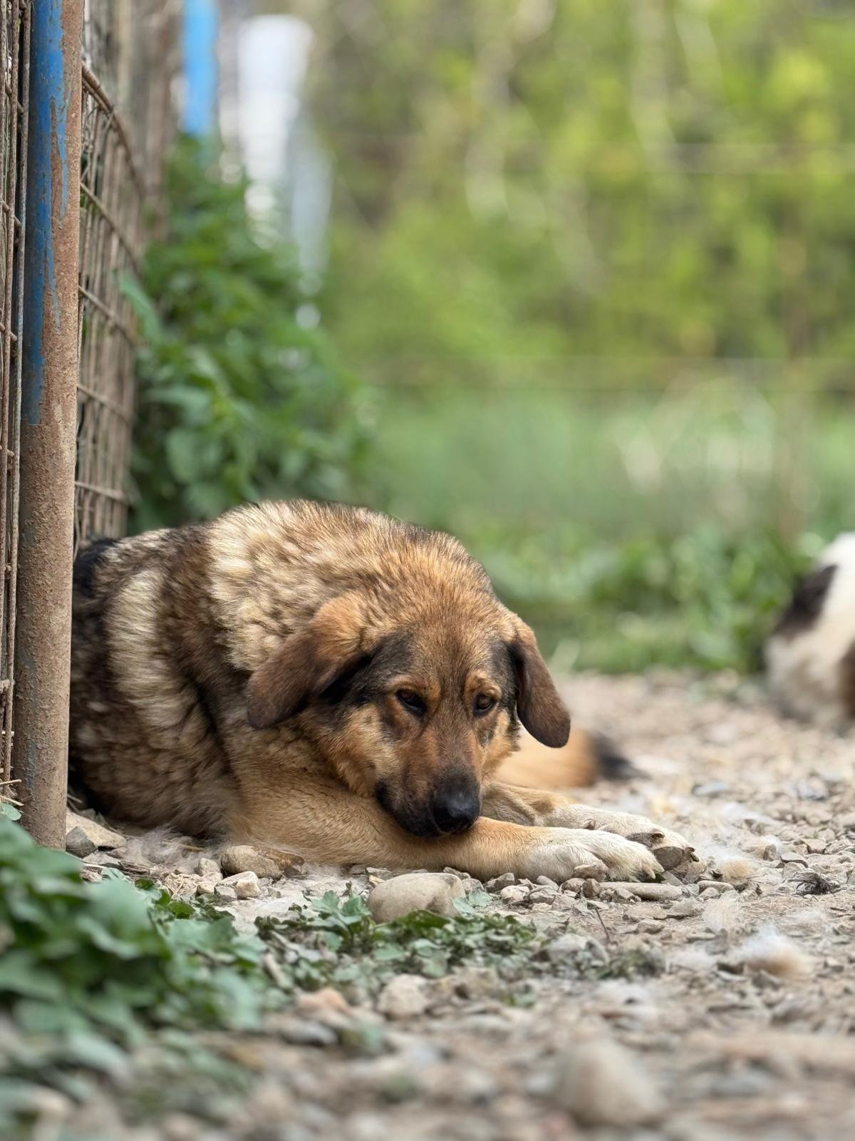 Bogdana